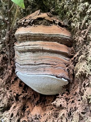 Ganoderma brownii