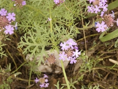 Glandularia tenera