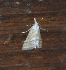 Leptosteges parthenialis