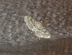 Hileithia rehamalis