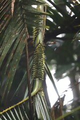 Calamus moti