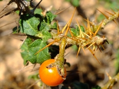 Solanum humile