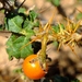 Solanum giftbergense - Photo (c) Kevin Murray, μερικά δικαιώματα διατηρούνται (CC BY), uploaded by Kevin Murray