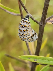 Euphydryas phaeton