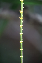 Calamus moti
