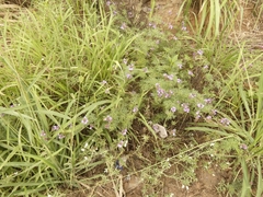 Glandularia tenera