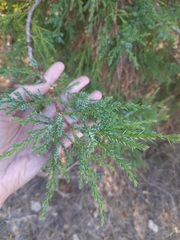 Juniperus foetidissima