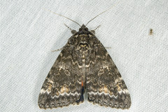 Catocala briseis