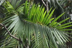 Calamus moti