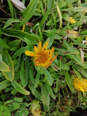 Gazania rigens