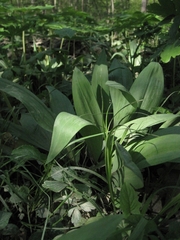 Allium tricoccum