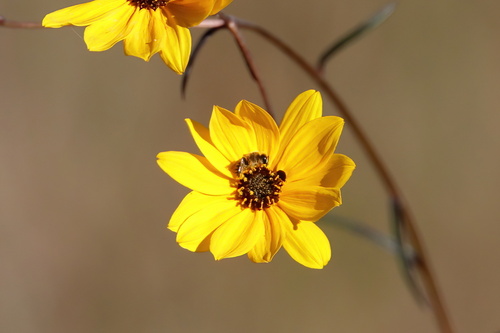 Two-spotted Miner Bee photo 4