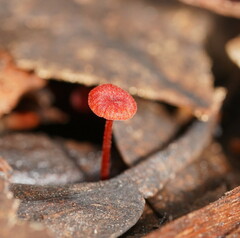 Cruentomycena viscidocruenta