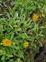 Gazania rigens