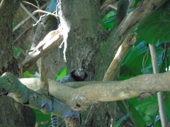 Callithrix penicillata