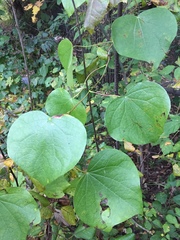 Menispermum canadense