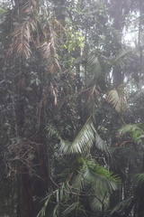 Calamus moti