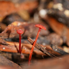 Cruentomycena viscidocruenta