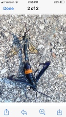 Synanthedon exitiosa