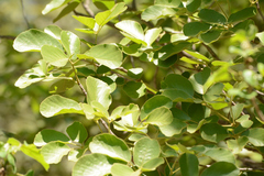 Handroanthus ochraceus