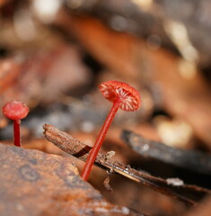 Cruentomycena viscidocruenta