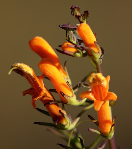 Image of Macranthera flammea by (c) Lauren McLaurin, some rights reserved (CC BY)