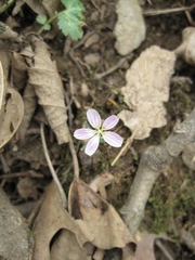 Claytonia