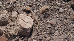 Dipsosaurus dorsalis