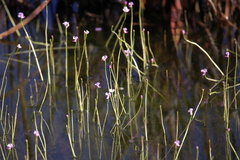 Utricularia resupinata