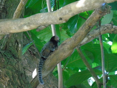 Callithrix penicillata