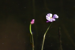 Utricularia resupinata