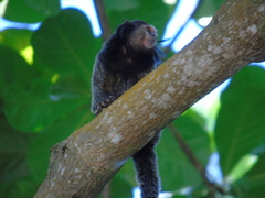 Callithrix penicillata