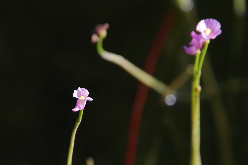 Image of Utricularia resupinata by (c) Lauren McLaurin, some rights reserved (CC BY)