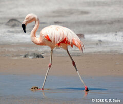 Phoenicopterus chilensis