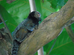 Callithrix penicillata