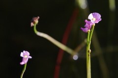 Utricularia resupinata