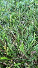 Stenotaphrum secundatum