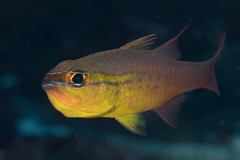 Ostorhinchus apogonoides