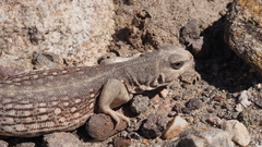 Dipsosaurus dorsalis