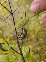 Euphydryas phaeton