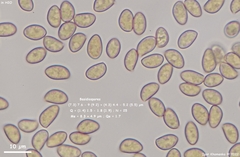 Inocybe pallidicremea