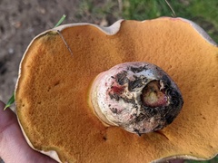 Rubroboletus legaliae