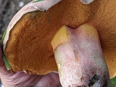 Rubroboletus legaliae