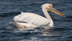 Pelecanus onocrotalus