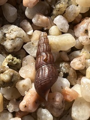 Melanoides tuberculata