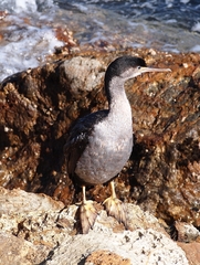 Phalacrocorax punctatus