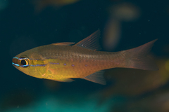 Ostorhinchus apogonoides