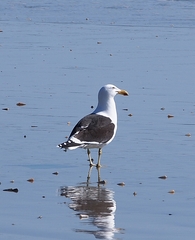 Larus dominicanus dominicanus