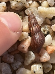 Melanoides tuberculata