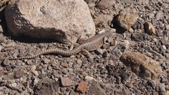 Dipsosaurus dorsalis